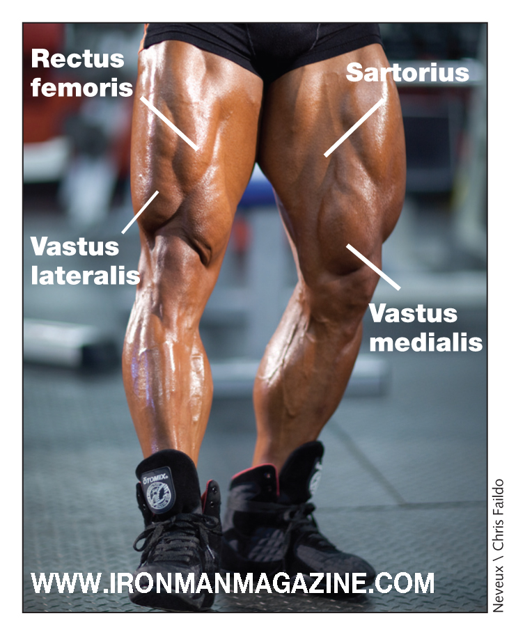 Detailed  Leg muscles anatomy, Leg muscles, Inner thigh muscle